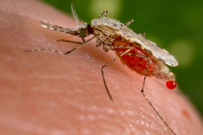 Kenya Set to Release Genetically Modified Mosquitoes to Combat Malaria