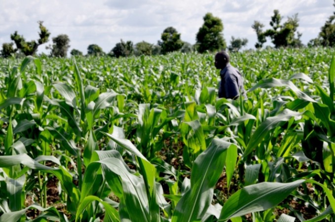 Africa’s First High-Tech Agricultural Research Hub, FARM@UP, Launched by University of Pretoria!