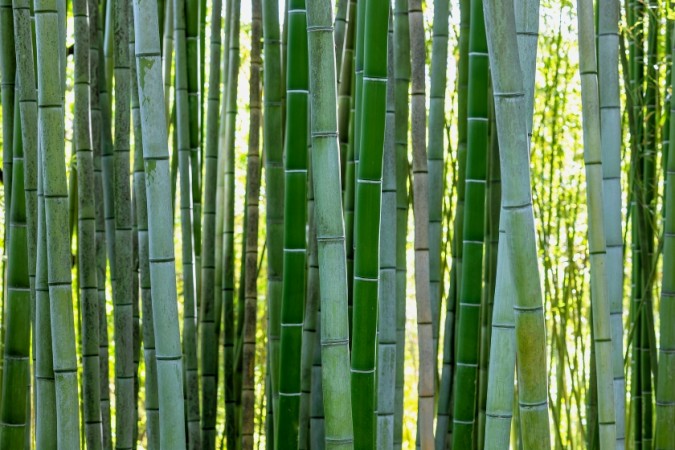 Kenya and China Partner on Bamboo Agroforestry Project to Combat Flooding and Boost Climate Resilience